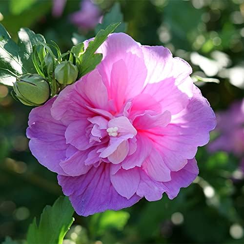 Proven Winners 2 Gal. Dark Lavender Chiffon Rose of Sharon (Hibiscus) Shrub
