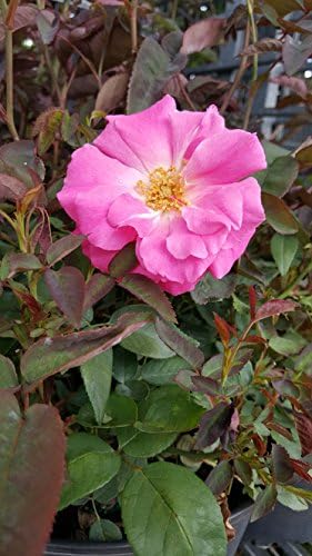 Rosa X Purple Pavement (Rose) Rose, purple flowers, #3 - Size Container
