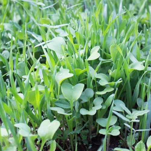 Mountain Valley Seed Co No-Till Garden Farm and Garden Cover Crop Mix Seeds | 5 Lbs - Blend of Gardening Cover Crop Seeds: Hairy Vetch, Daikon Radish, Forage Collards, Triticale, More