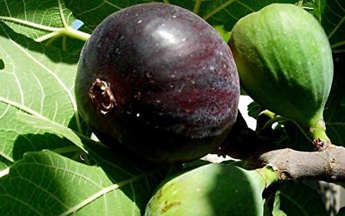 10 Seeds - Black Mission Fig Seeds