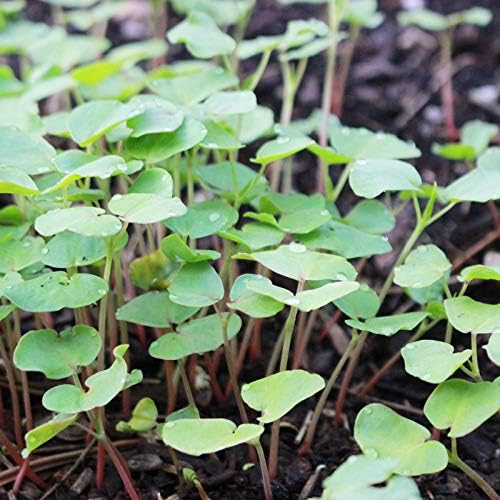 Mountain Valley Seed Co Buckwheat Seeds - 25 Lb Bulk ~300,000 Seeds