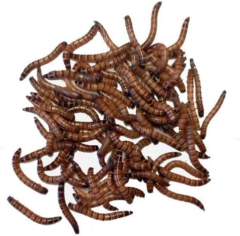 25 Live Superworms - Kingworms for Feeding Reptiles, Birds, Chickens and Fishing Bait by DBDPet | Live Arrival is Guaranteed