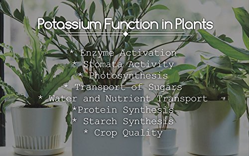 Greenway Biotech, Inc. Monopotassium Phosphate Fertilizer 0-52-34-100% Water Soluble Hydroponics for Root Strength - Increase Yield and Blooming - High Purity Plant Nutrient Formula - 2 Pounds
