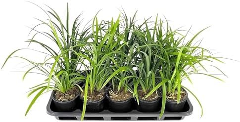 Liriope Super Blue | 10 Live Plants | Liriope muscari 'Super Blue' | Ornamental Ground Cover Plants | Shade-Tolerant Landscaping Perennial