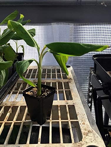 Pisang Raja Banana Plant -"King of Bananas" - Live Banana Plant