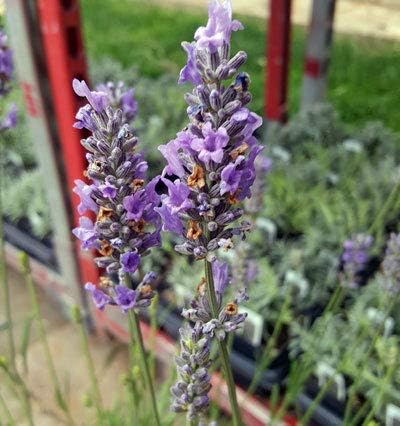 L+ French Provence Lavender — 1 Live Plant in 4" Pots — Blue-Purple Flowers — Fragrant, Bee-Friendly, Drought & Deer Resistant Perennial — Zones 5–9 — Grown in Sequim, WA