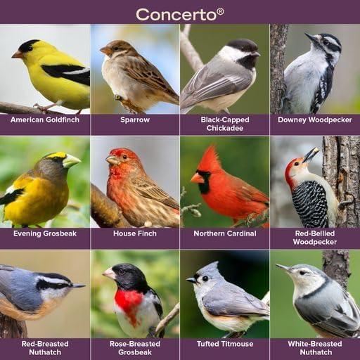Blue Seal Concerto Wild Bird Seed | Premium High-Energy Blend | No Fillers, Corn-Free | Attracts a Wide Variety of Wild Outside Birds | Convenient Shell-Free Mix | Made in USA | 20 Pound Bag