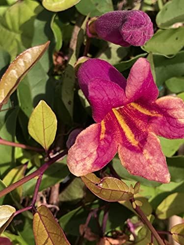 Bignonia Capreolata Crossvine 'Shalimar Red' Climbers and Vines 3 Gallon 36+ Inch Plant Ships with Soil