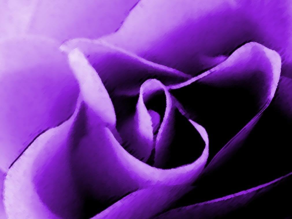 5 PURPLE ROSE Rosa Bush Shrub Perennial Flower SeedsComb S/H