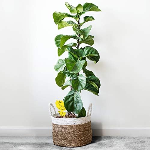 Trap a Pest Indoor Plant Sticky Gnat Traps - Yellow - 15 Pack