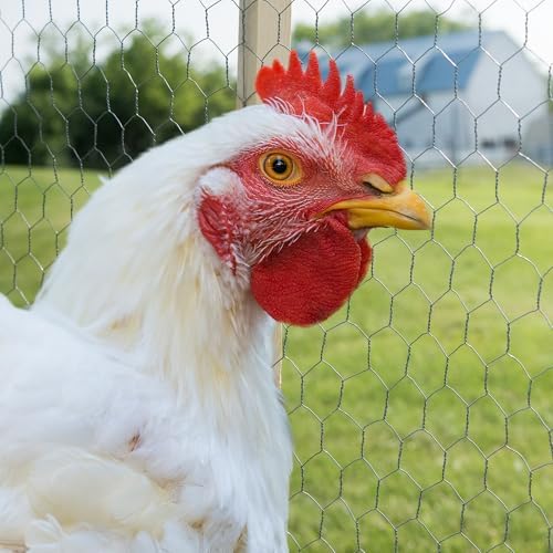 YARDGARD 2 Inch Poultry Netting, Chicken Wire Fence, 20 Gauge Galvanized Steel, Rabbit Fencing, Bird Enclosures, Garden Protection and Plant Support, 48 Inches x 150 Feet
