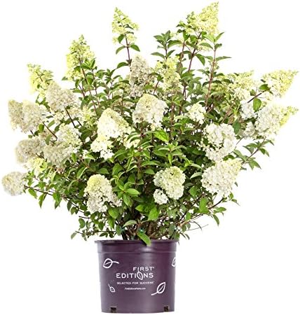 First Editions - Hydrangea pan. Vanilla Strawberry (Panicle Hydrangea) Shrub, white/pink/red flowers, #3 - Size Container