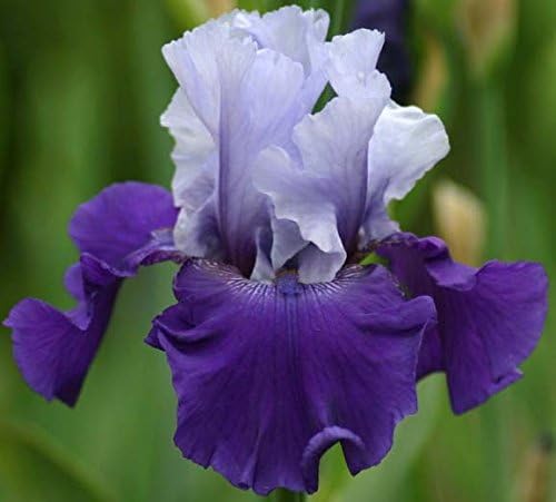 BEST BET GERMAN BEARDED REBLOOMING IRIS (1) Rhizome/Bulb/Root Ready for Planting Now