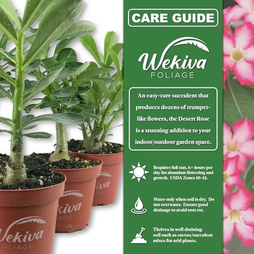 Desert Rose Plant - Live Plant in a 4 Inch Pot - Adenium Obesum - Dramatic Low-Water Succulent