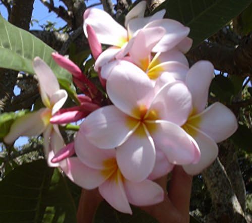 4 PK Hawaiian Pink Plumeria Frangipani Plant Cuttings Approx. 10 Inches each ~ Discount HawaiianGifts
