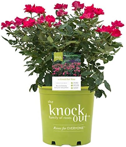 Green Promise Farms Rosa `Double Knock Out` (Reblooming) Rose, 3 Size Container, pink flower