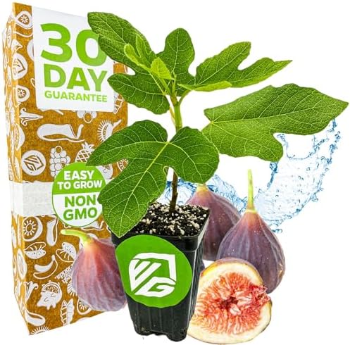 Chicago Hardy Fig Tree (1-Pack) Live Starter Plant by Wellspring Gardens | Ficus carica | Hardy & Fruitful | Ideal for Gardens | Purple-Skinned Fig | Edible Landscape Plant | Food forest