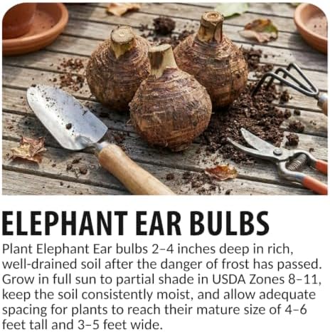 Giant Elephant Ear (3 Bulbs) Colocasia Esculenta - Beautiful Bulbs,tropical