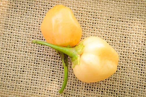 Peachadew Peppapeach Pepperdew Heirloom Pepper Premium Seeds for Planting Packet + More