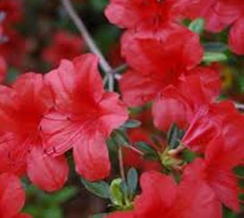 Red Formosa Azalea Plants ( Southern Indica ) (1.5 Gallon)
