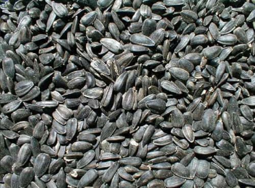Ernst Grain & Livestock Black Oil Sunflower Seeds - Birdseed for Outside Feeders Wild Bird Food - Ideal Bird Seed for Cardinals
