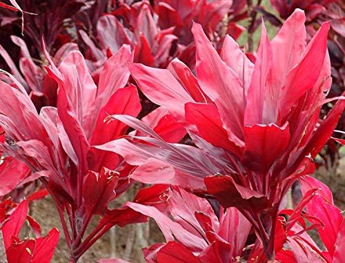 HAWAIIAN RED TI LEAF PLANT 2 LOGS ~ GROW HAWAII