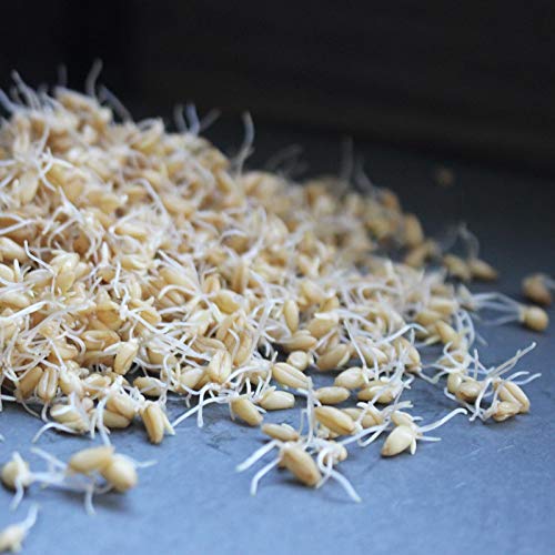 Soft White Wheat - Organic - Handy Pantry Brand - Perfect for Food Storage, Flour, Baking, Sprouting & More (35Lb)