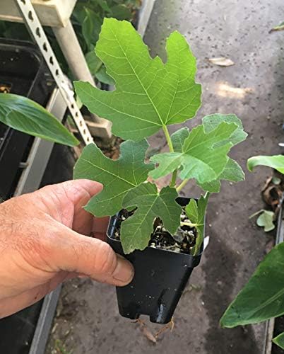 Chicago Hardy Fig Tree - Very Cold-Hardy - Live fig Tree