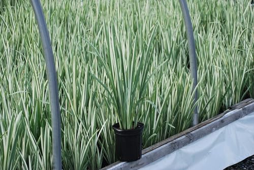 Iris e. 'Variegata' (Variegated Japanese) Perennial, Size-#1 Container, Rich Blue-Violet Flowers