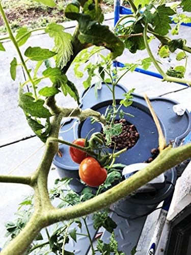 16.5 Gallon Deep Water Culture (DWC) Hydroponic Growing System Complete Kit (1)