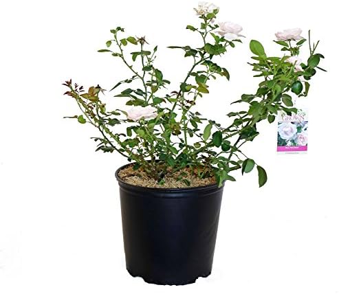 Rosa X Purple Pavement (Rose) Rose, purple flowers, #3 - Size Container