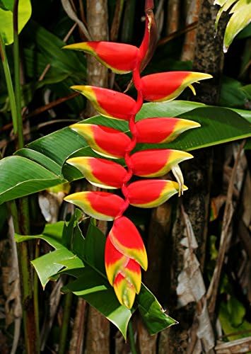 'Hanging Lobster Claw' Heliconia Rostrata Live Plant Bird of Paradise Tropical Plant
