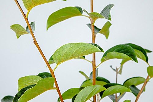 Perfect Plants Fuyu Asian Persimmon Tree Live Plant, Produces Fruit, 3-4 ft, Self-Pollinating