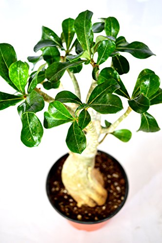 9GreenBox - Miss Beauty Desert Rose - Ship Bare Root