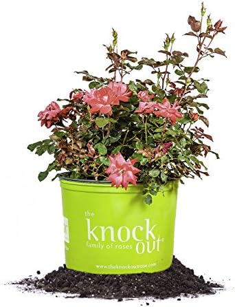 Perfect Plants Double Red Knock Out Rose, 3 Gallon, Live Plant | Vibrant blooms spring through summer, zones 5-10, low maintenance and easy to grow