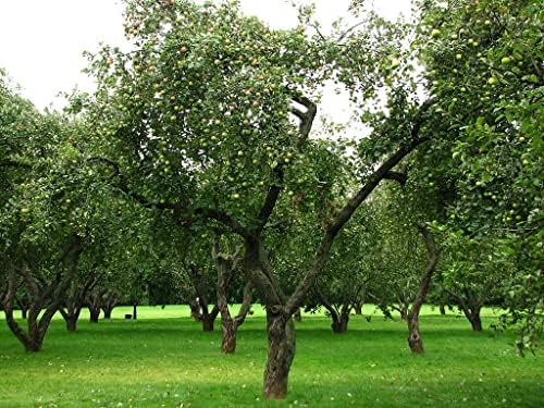 Fuji Apple Tree - Grow Fresh Fruit - Live Plant Shipped 3 Feet Tall by DAS Farms