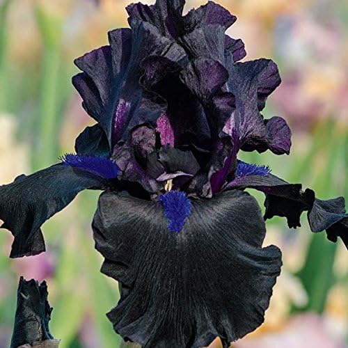 Anvil of Darkness Black Bearded REBLOOMING IRIS (1) Rhizome/Bulb/Root Ready for Planting Now