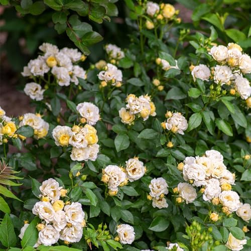 Drift 2 Gal. Popcorn Rose Shrub