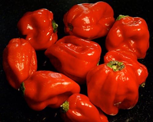 Sweet/Perennial Sweet Pepper Aji Dulce #2" Venezuelan Heirloom (100 Seeds) Sweet, Flavorful - Rare