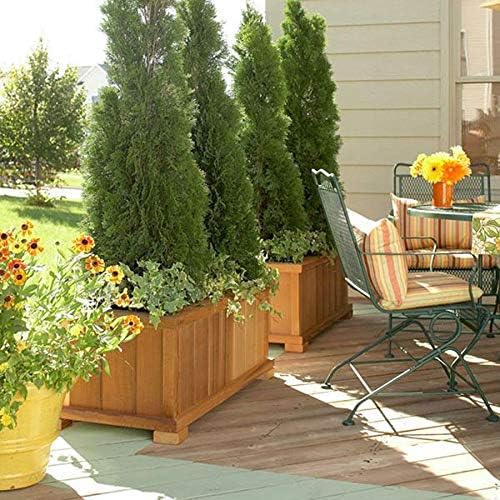 Emerald Green Arborvitae Tree ( Thuja ) - Live Plant - Trade Gallon Pot