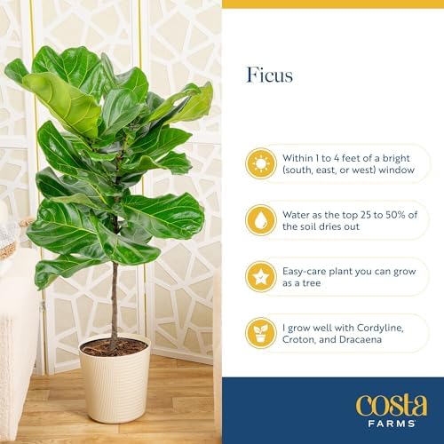 Costa Farms Fiddle Leaf Fig, Live Indoor Plant, Floor Plant