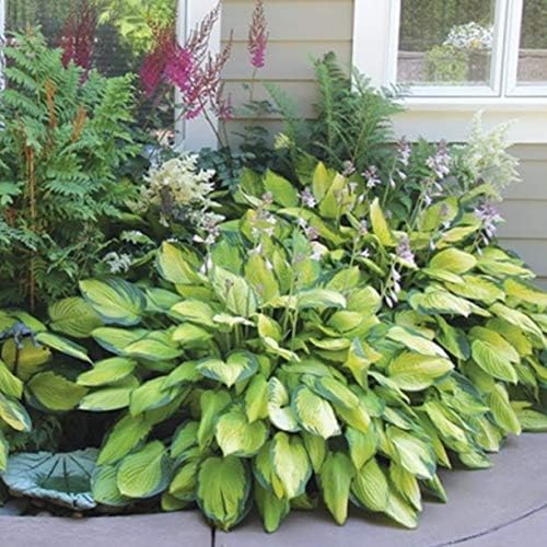 6 Pack of Mixed Heart-Shaped Hosta Bare Roots Plants - Rich Green Foliage, Low Maintenance for Your Home and Garden