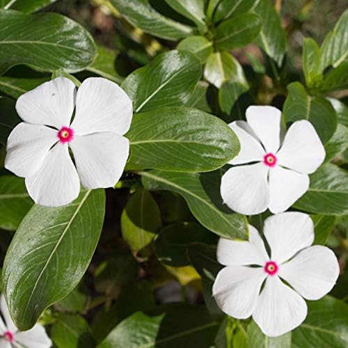 Outsidepride Bright Eyes Periwinkle Seeds for Planting – 4000 Pcs Annual, Fast-Blooming, Heat & Drought Tolerant Vinca Flower Seeds with Vibrant Colors Ideal for Gardens, Beds, Borders & Containers