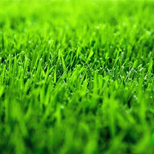 1/4 Lb Zenith Zoysia Grass Seed (Zoysia Japonica) – Zenith Zoysia Seeds for Lawn – Dense, Grass Seed Shade & Drought Tolerant