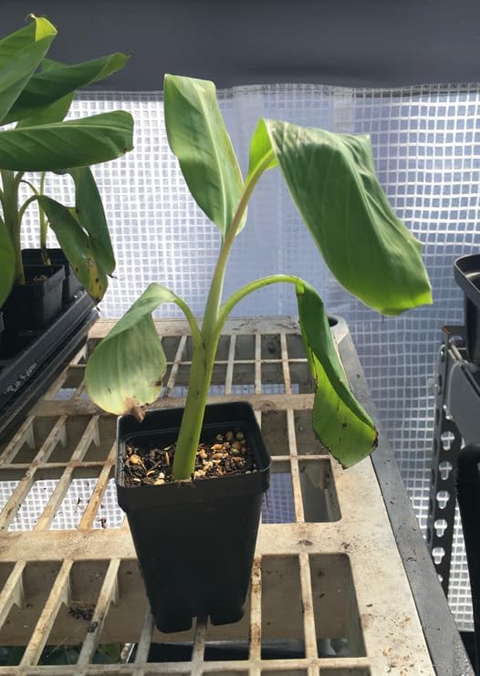Pisang Raja Banana Plant -"King of Bananas" - Live Banana Plant