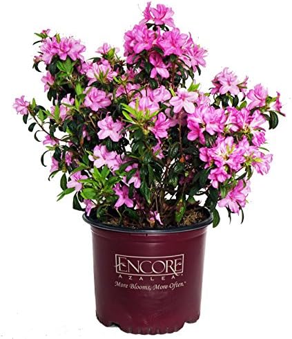 Azalea Encore Autumn Twist (Reblooming Azalea) Shrub, RB white/purple, #3 - Size Container