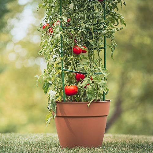 Gardener's Blue Ribbon 3-Pack Ultomato Tomato Plant Cage, Black, Model Number: TMC3PACK