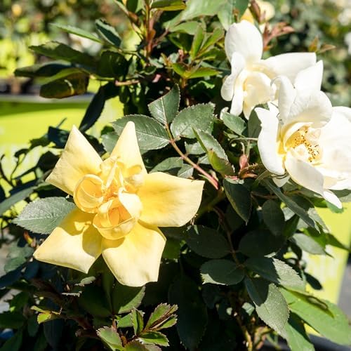 Popcorn Drift Rose 1 Gallon