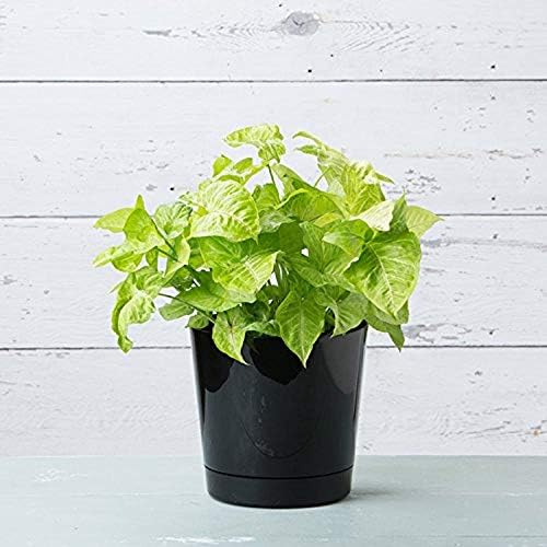Novelty Majestic Full Depth Round Cylinder Pot, Glossy White, 8-Inch (10082)