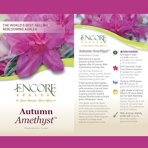 Encore Azalea 2 Gal. Autumn Amethyst Azalea Shrub